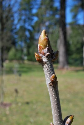 Aesculus assamica - jírovec - pupen